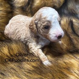 Oliver - Cream male Poodle puppy in Lance Creek, Wyoming from CK Poodles LLC
