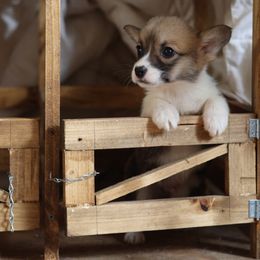 Boy 2 - Pembroke Welsh Corgi puppy in Karnack, Texas from Sureshot Corgis