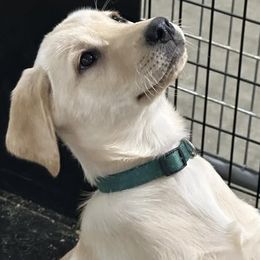 Green Collar - Yellow female Labrador Retriever puppy in Kimbolton, Ohio from Blue Clay Kennels, LLC.