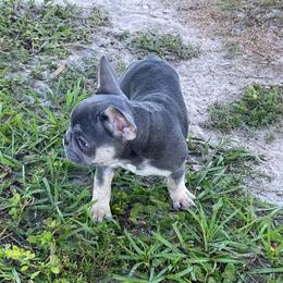 Boxer and French Bulldog Puppies from Beachside Boxers and Frenchies