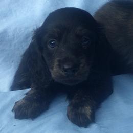 Boy 1 - Cream male Dachshund puppy in Summerfield, Florida from D & B Ranchette