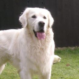 Golden Retrievers from Night Sky Golden