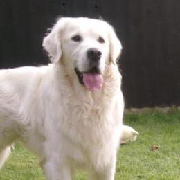 Golden Retrievers from Night Sky Golden