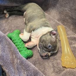 Anakin - Blue male Boston Terrier puppy in Chickamauga, Georgia from Aiguier's Bostons