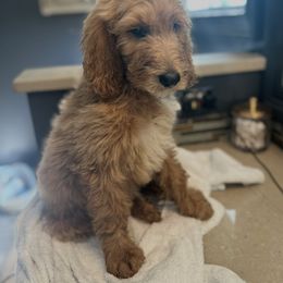 Aspen - Red  male Goldendoodle puppy in Bogue Chitto, Mississippi from Valentine Kennels