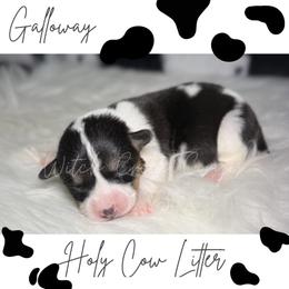 Galloway - Black and white female American Corgi puppy in Greenwood, Indiana from Witch Creek Corgis