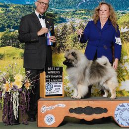Jewells - Keeshond