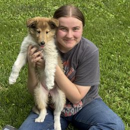 Collie Puppies from Little Apple Collies, Dazey, ND