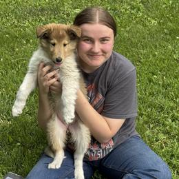 Collie Puppies from Little Apple Collies, Dazey, ND