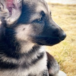 German Shepherd and White Shepherd Puppies from Scenic Creek German Shepherds