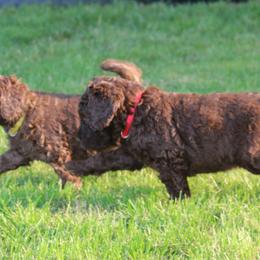 Poodle Puppies from RK'S Pets