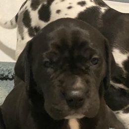 Great Danes from RHR Rose Hill Ranch, LLC