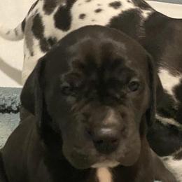 Great Danes from RHR Rose Hill Ranch, LLC
