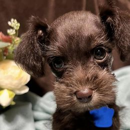 Aussiedoodles, Bernedoodles, and Schnoodles from Dreamer Ridge Puppies