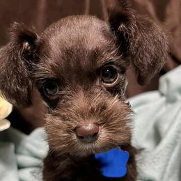 Aussiedoodles, Bernedoodles, and Schnoodles from Dreamer Ridge Puppies