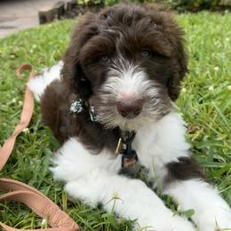 Bernedoodle, Labradoodle, and Newfypoo Puppies from Small Town Doodles & Poodles