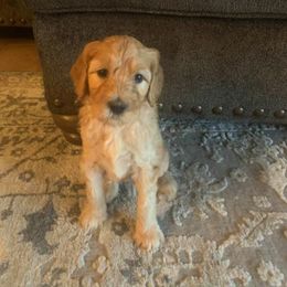 Goldendoodle Puppies from Diamond-Doodles