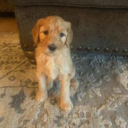 Goldendoodle Puppies from Diamond-Doodles