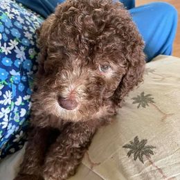 Poodle Puppies from Miss Vickie’s Poodles