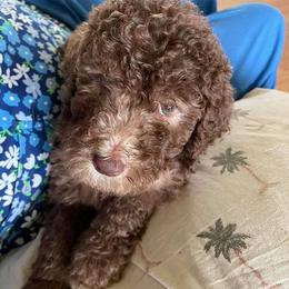 Poodle Puppies from Miss Vickie’s Poodles