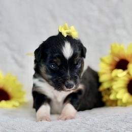 Yellow collar - Black tri-color female Aussiedoodle puppy in 32046, Florida from River Hill Ranch