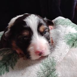 Silver Collar - Black and tan male Pembroke Welsh Corgi puppy in Yelm, Washington from Tolbolton Creek Corgis