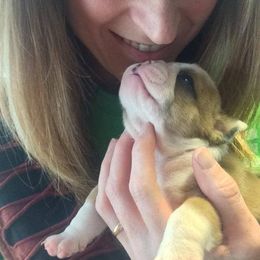 Bulldog and French Bulldog Puppies from Crystals Bulldog Bungalow