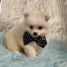 Assorted Doodle Crosses, Cavapoos, and Pomeranians from Firefly Puppies
