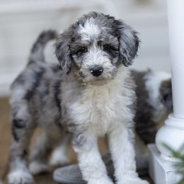 Cayenne - Blue merle and white Sheepadoodle puppy in Charleston & Kershaw, South Carolina from Atlas Harrold-Moore Sheepadoodles, LLC   (AHMS)