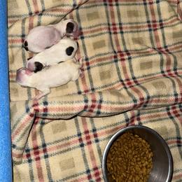 Boy 1 - White and black male Chinese Crested puppy in Pinedale, Arizona from Aradia