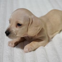 Marley - Cream Dachshund puppy in El Cajon, California from Mr. Wieners Dachshunds