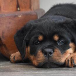 FIGERO - Black and mahogany male Rottweiler puppy in Catawissa, Pennsylvania from Sharp Ridge Rottweilers