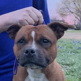 Voodoo - Staffordshire Bull Terrier