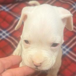 Purple - White female Boxer puppy in Evington, Virginia from Boxer Tails
