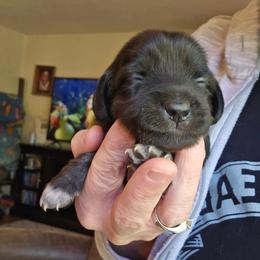 Amethyst - Black female Dachshund puppy in Eldon, Missouri from Pure Joy Dachshunds