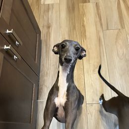 Maia - Italian Greyhound