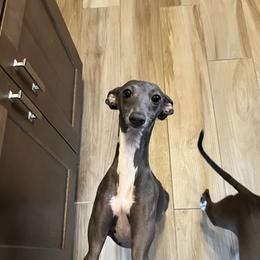 Maia - Italian Greyhound