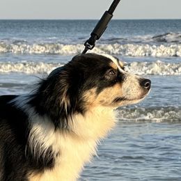Wave - Miniature Australian Shepherd