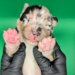 Jasmine3Boy1- BMM,NBT, blue eyes likely, CHIC-OFA-DNA-AKC Titled Parents - Blue merle male Australian Shepherd puppy in South Hill, Virginia from Silverside Aussies LLC