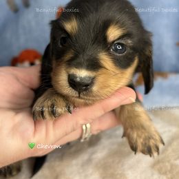 Chevron - Black and cream male Dachshund puppy in Washington from Beautiful Doxies