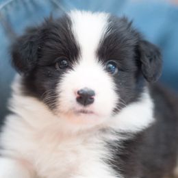 Border Collie Puppies from Bold North Border Collies