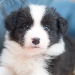 Border Collie Puppies from Bold North Border Collies