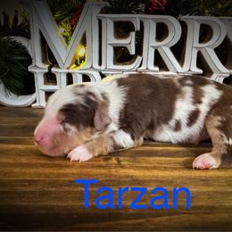 Tarzan - Red merle male Miniature Australian Shepherd puppy in Idalou, Texas from Lonesome Pine Mini Aussies