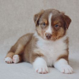Fisher - Red tri-color male Australian Shepherd puppy in Aberdeen, North Carolina from Huckleberry Hill Aussies LLC.