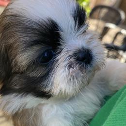 Shih Tzu Puppies from Willow Lane Shih Tzus