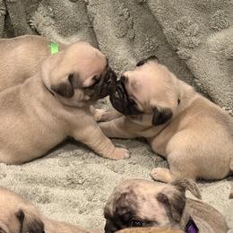 Pug Puppies from Purebred Pugs of Puget Sound