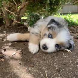 Miniature Australian Shepherd Puppies from Firefly River Mini Aussies
