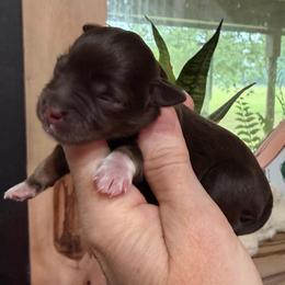 Versace - Liver female Miniature Schnauzer puppy in Silver Creek, Mississippi from Mamie’s Minis, LLC