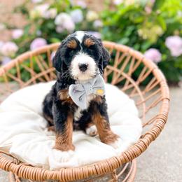 Rerun - Tri-color male Bernedoodle puppy in Sulphur, Louisiana from Curly Q’s Of Carlyss
