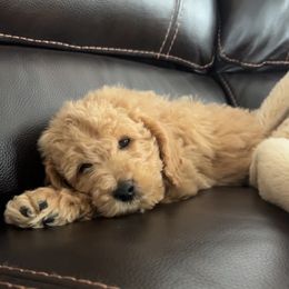 Goldendoodle Puppies from Mini Goldendoodles of New England